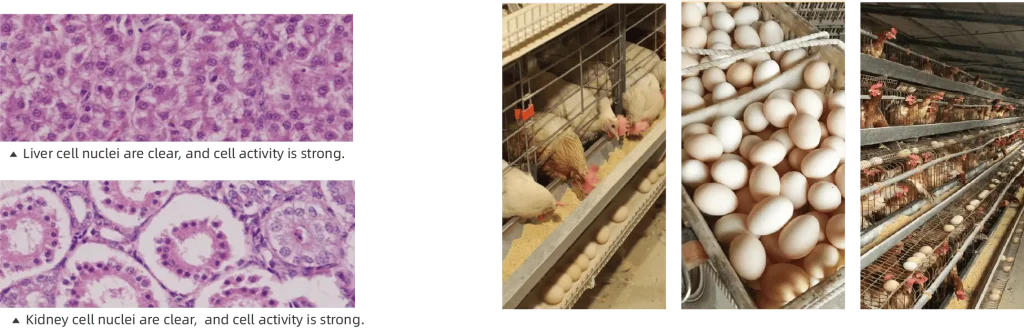 layer hen feed additives