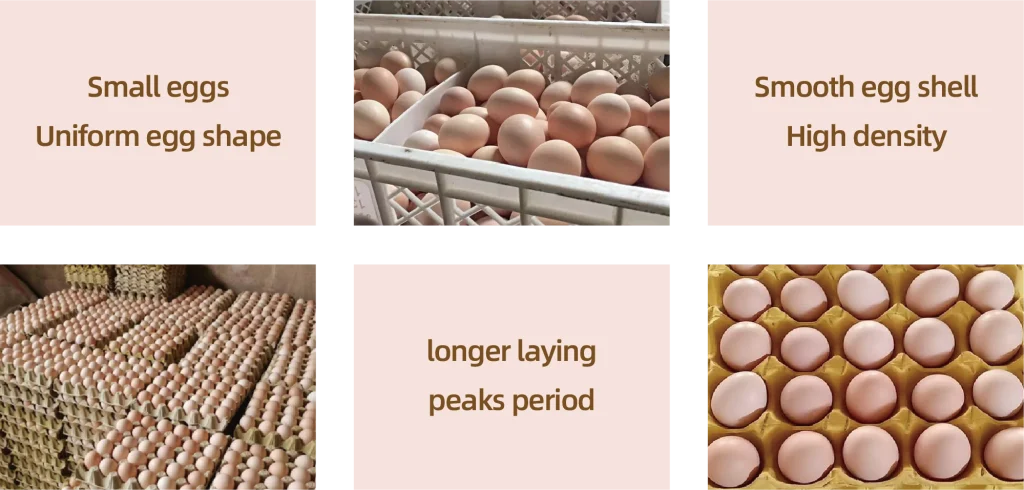 Pink Layer Premix