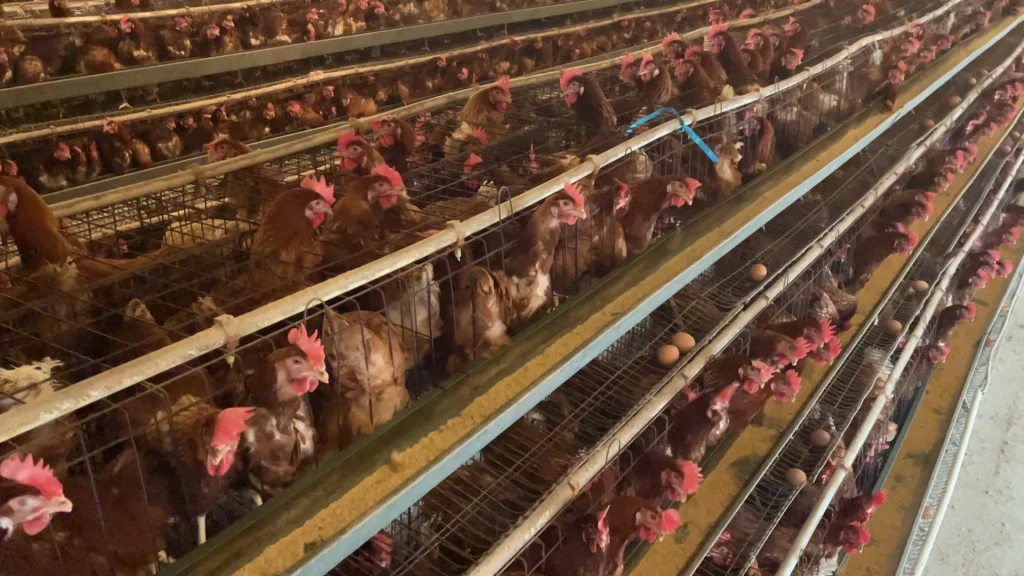 Maximize laying rate