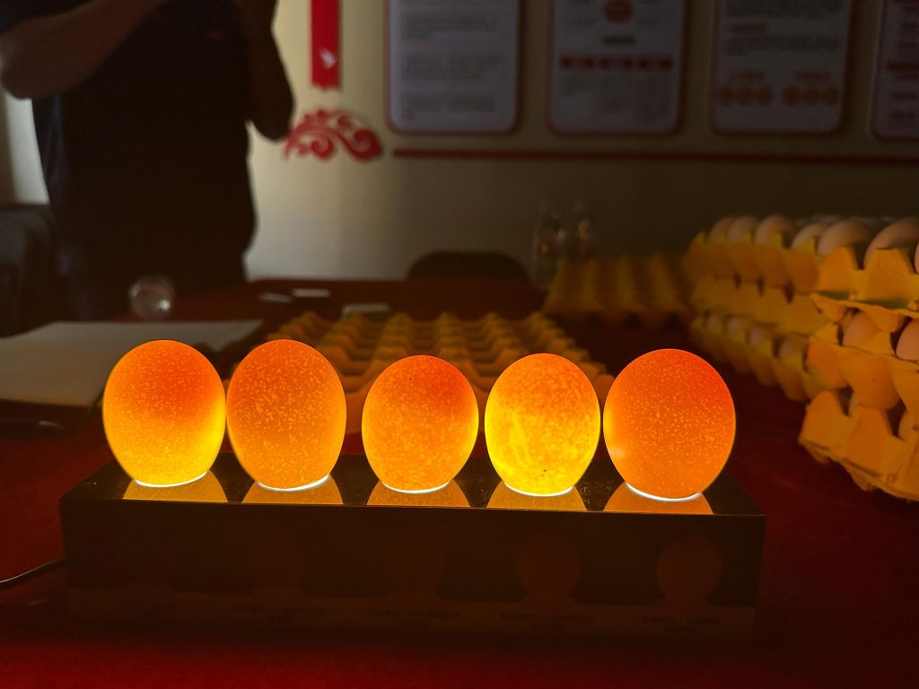 Translucent eggs in laying hens