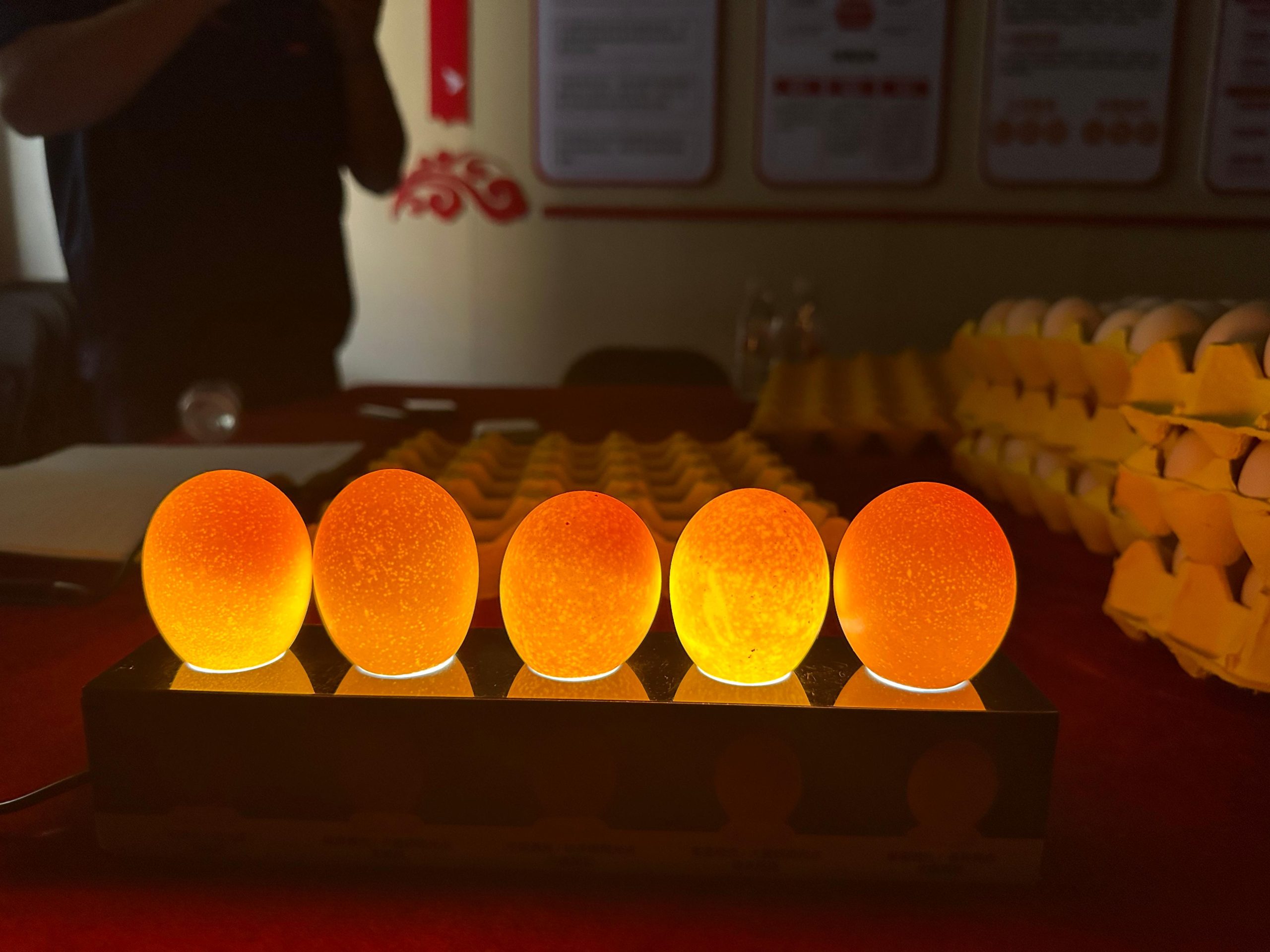 Translucent eggs in laying hens